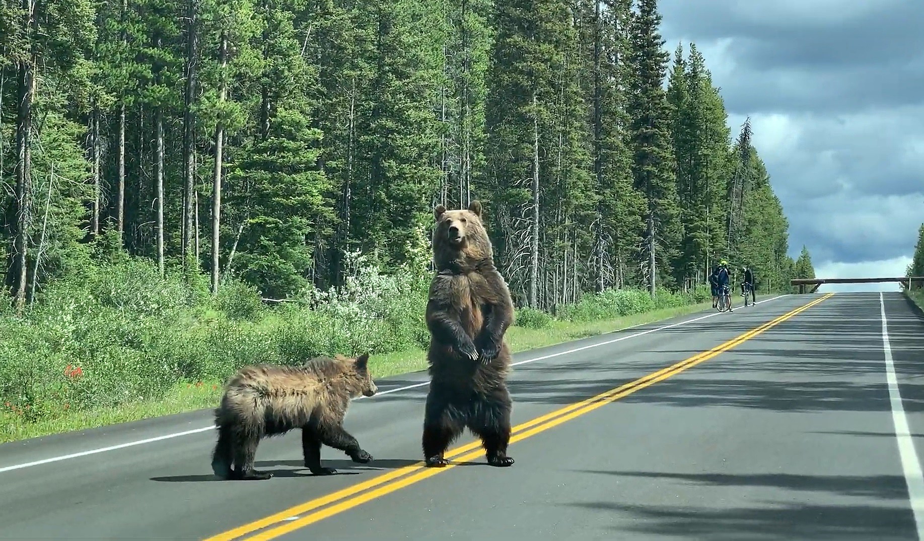 Фото медведь на дороге