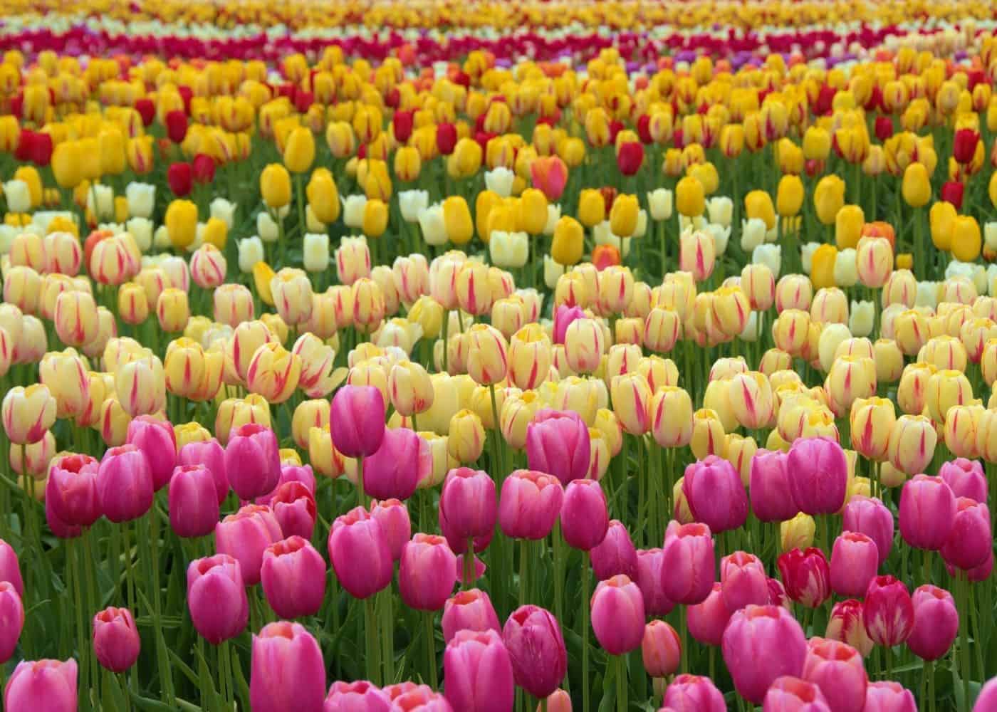 Yassawi University to breed new varieties of tulips - TuraNews